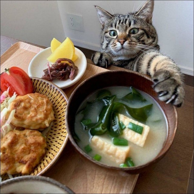 Эти забавные животные