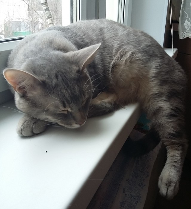Котовторник 17.11.20