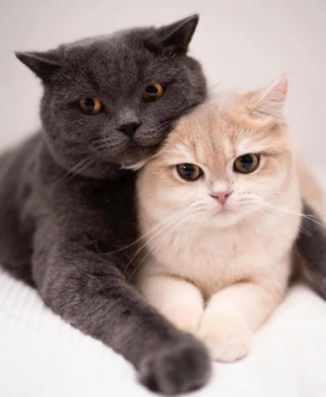 Картинки с котами и про котов