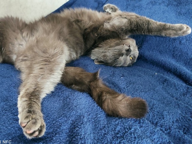 Котовторник!