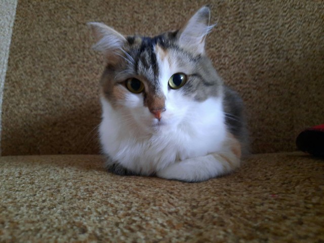 Котовторник же!