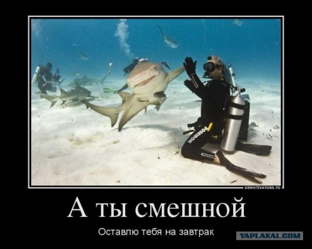 Дайверы помогли акуле