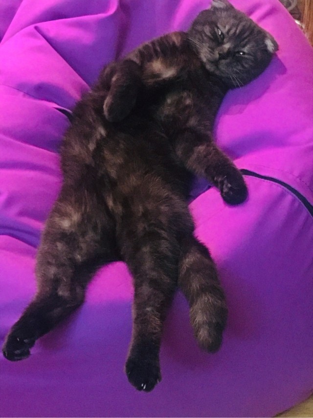 А котовторник уже начался?