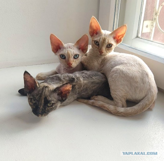 Хоба! Котовторник!