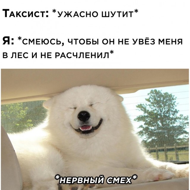 Весёлый полтишок 20.07