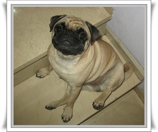 Капуста International, Наступила осень, отцвела капуста...