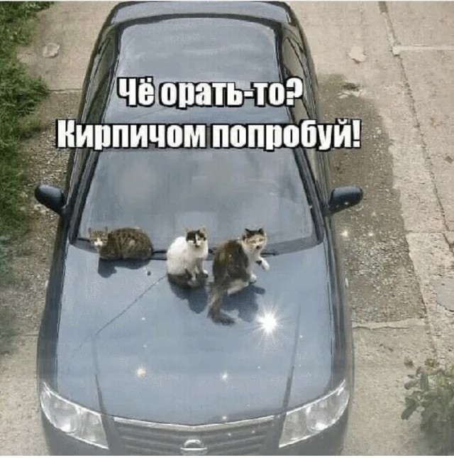 Картинки и мемы для настроения 18.08.2021