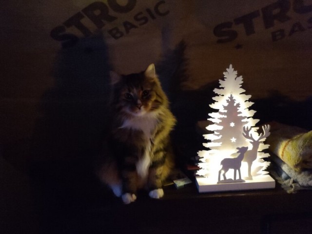 Котовторник 11.01.22