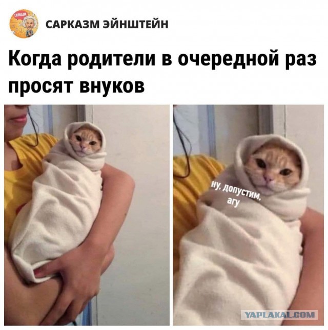 Веселые картинки и видосики