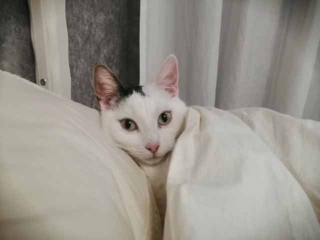 А что это мы котовторник не начинаем? Время пришло!