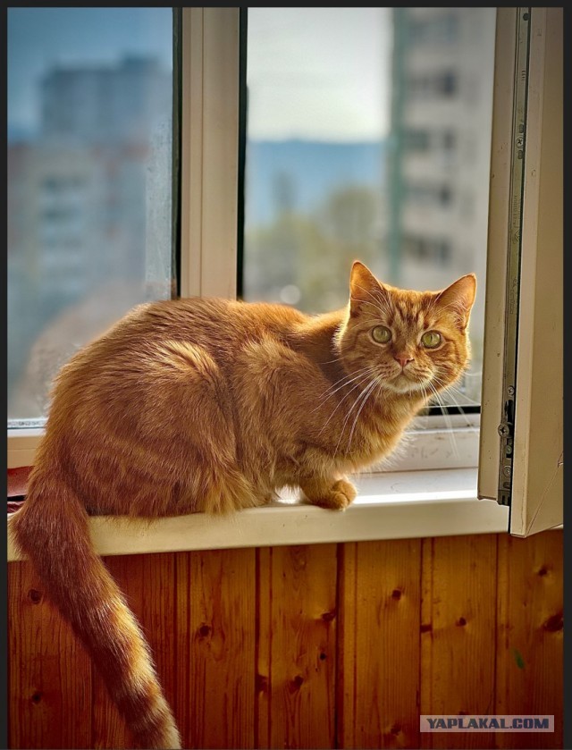 Наш кот по имени Бакс. Знаю что не вторник.