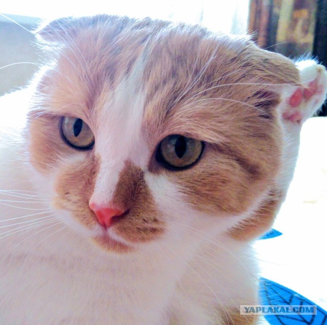 Начну котовторник чуть раньше!