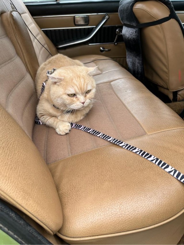 Отдали кота