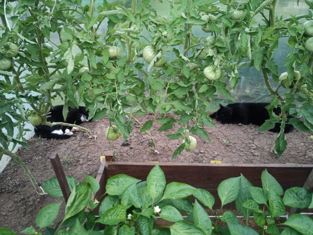 К котовторнику