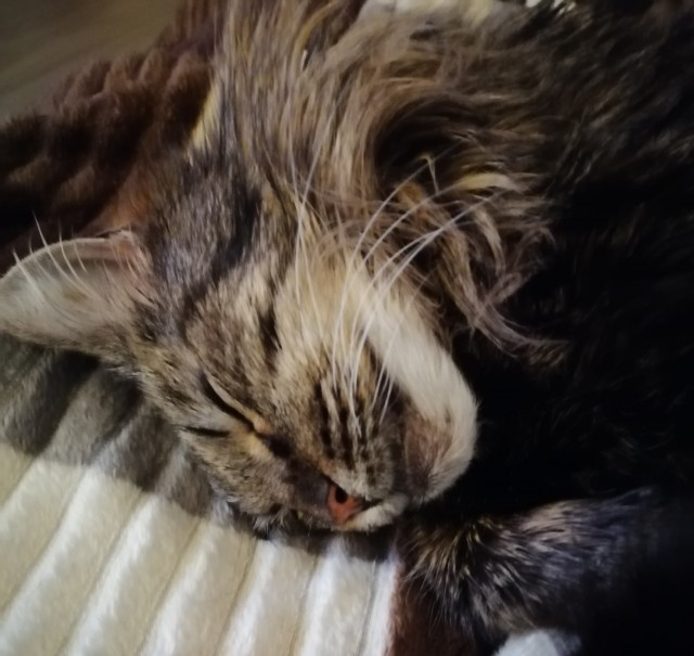 Котовторник 1.11.22