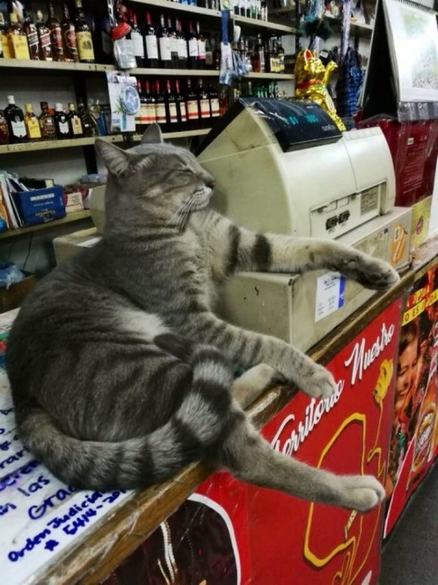 Коты-работяги