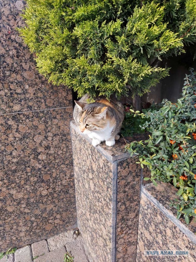 Котики Стамбула
