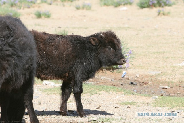 В Монголию на мотоциклах 2006