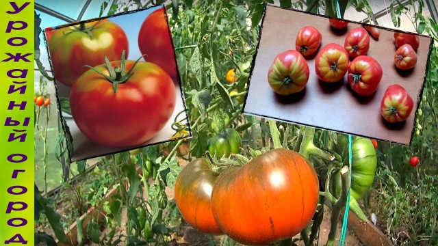 А помнишь ли ты тот самый вкус помидора?