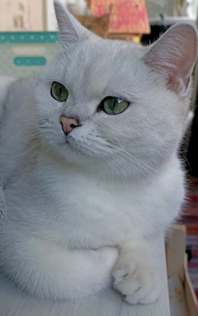 Котовторник! 16+ Коллеги-рабы, отмечаемся, у кого хозяину много лет!