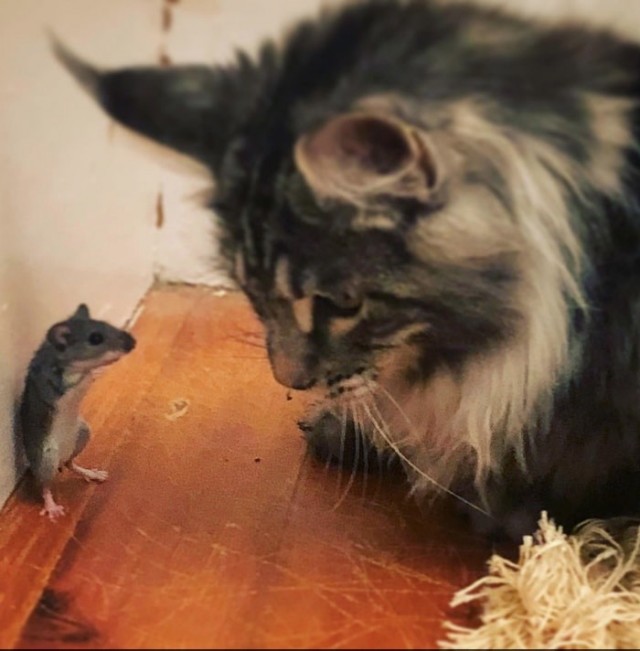 Мой котовторник..