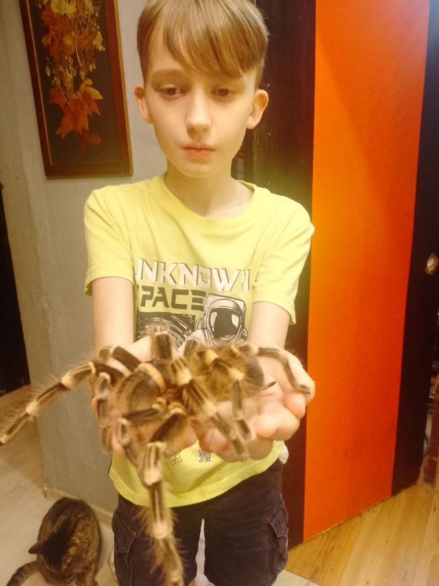 Мимиметр сломался