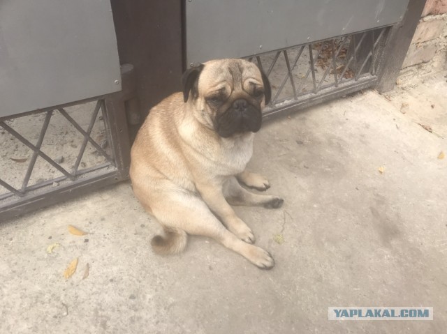 Хозяйство у жениха маленькое, жену не найдет!