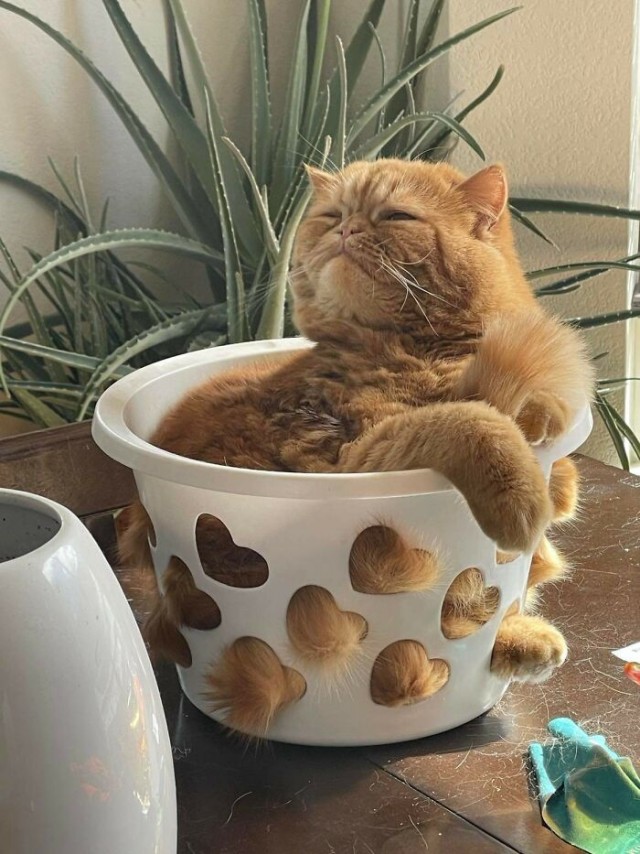 Жизнь домашнего приюта "Котоленд" 418