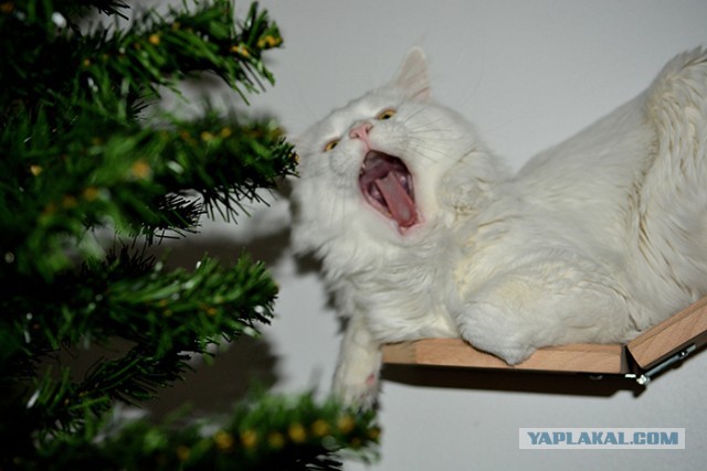 Новогодний кот