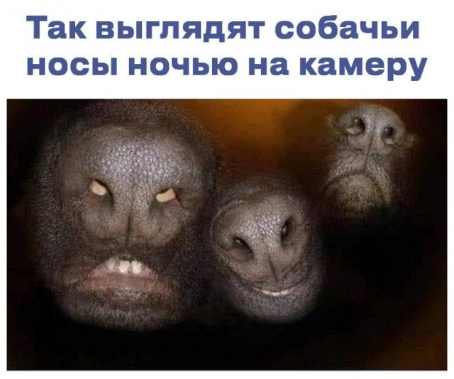 Собакочетверг