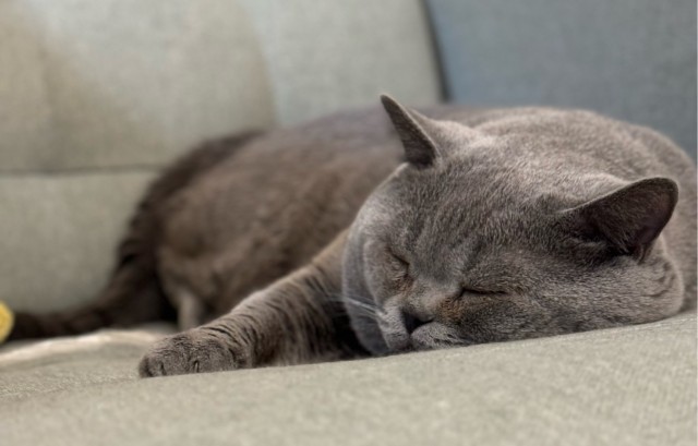 Котовторник 09.04.24