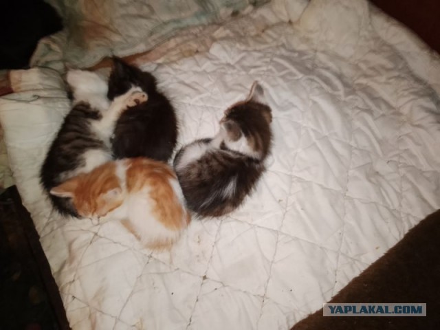 Жизнь домашнего приюта для котеек 495