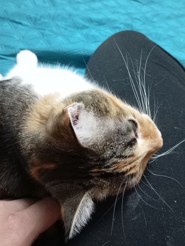 Жизнь с котом в одной картинке