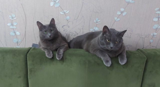 К котовторнику!)