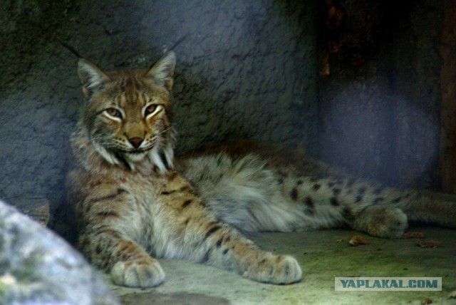 Котовторник 04.06.2013