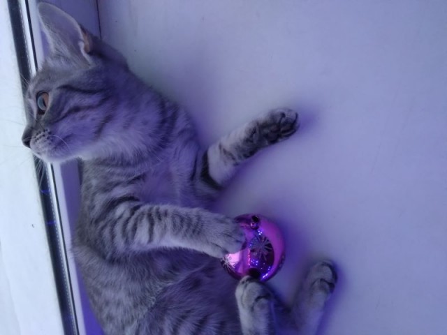 Котовторник