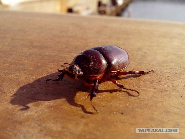 Ночная атака