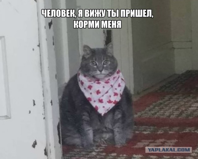 К котовторнику: подборка картинок-баянов с котиками и про котиков. Выпуск 13