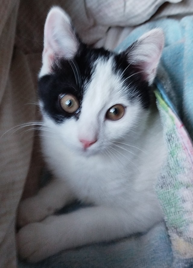 Моя жена не умеет фоткать кота