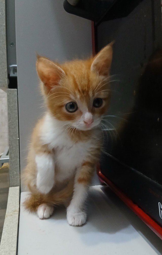Принимайте в ряды которабов