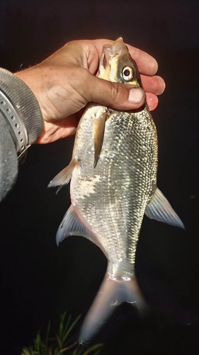 Рыбалка на реке Березина. Беларусь