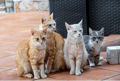 Поворот судьбы..трагедия и коты.