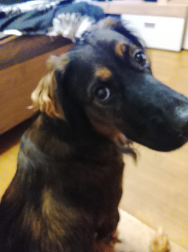 Давай купим собачку