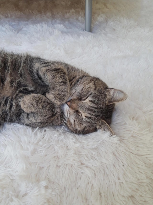 Рандомных фото котов тред