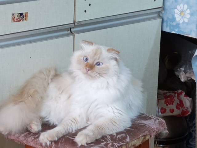 Котское.