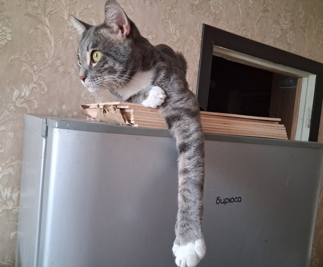 Котовторник#