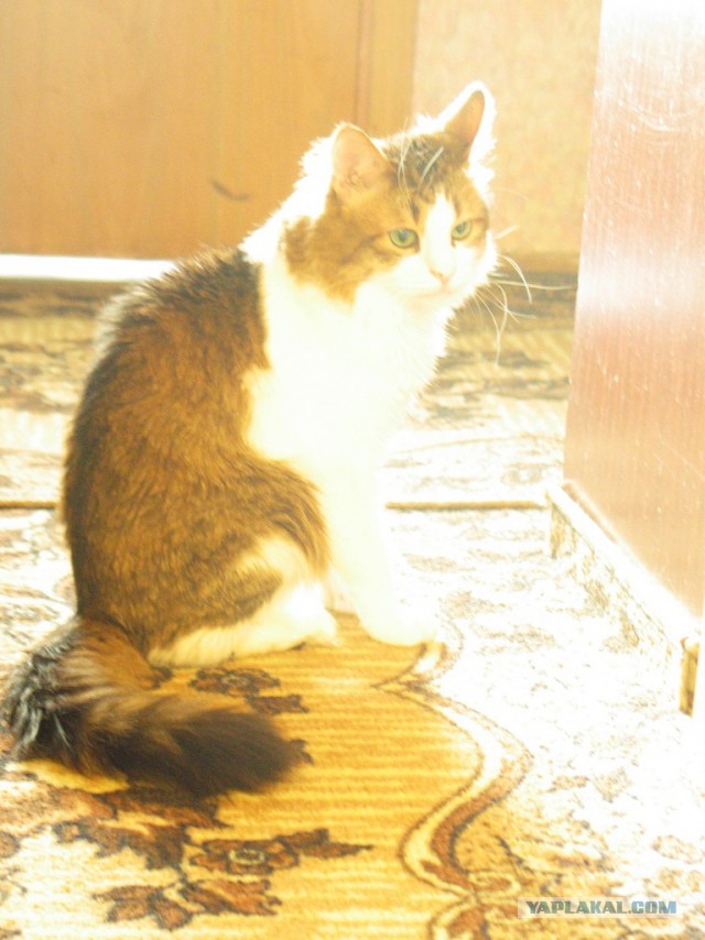 Котовторник 22.10.2013