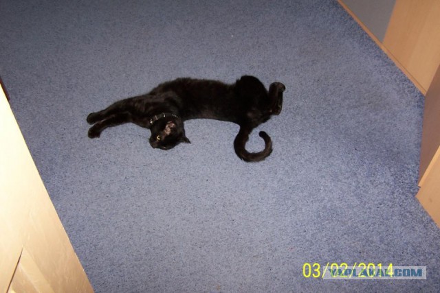 Котовторник 25.02.2014