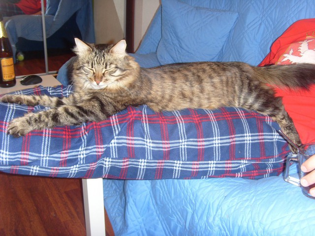 Котовторник 01.04.2014