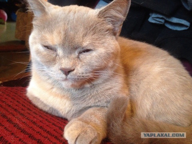 Котовторник 20.05.2014